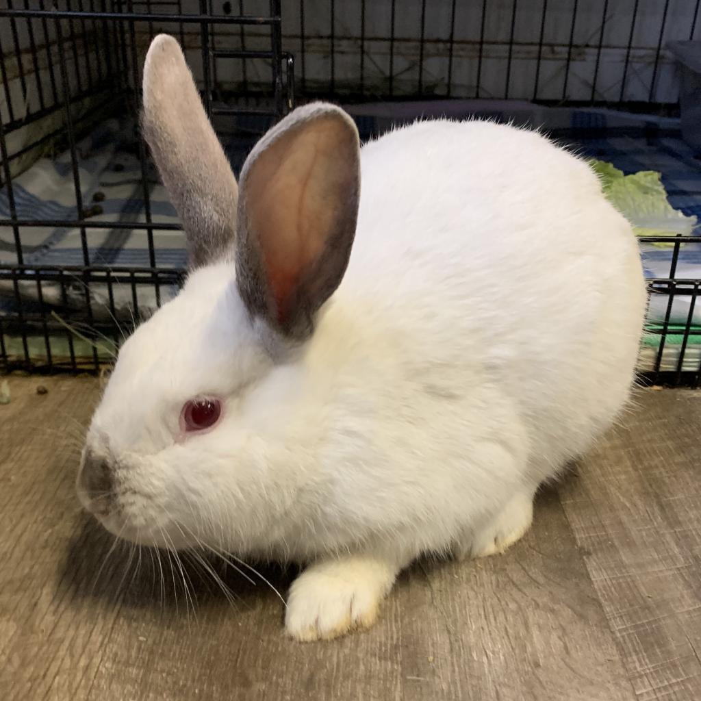 Enlarge Pacey, a Adoptable Californian in Kennesaw, GA image 3/3