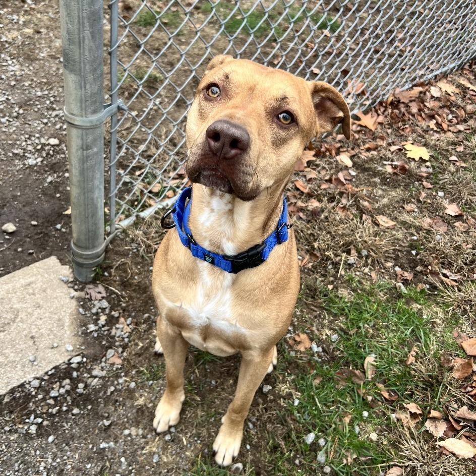 Lucky, Adoptable, Adult Male Mixed Breed.