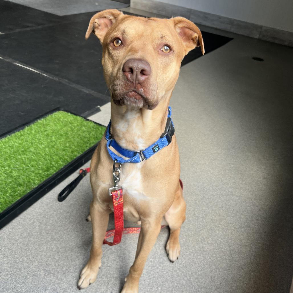 Enlarge Lucky, a Adoptable Mixed Breed in Concord, NH image 2/2