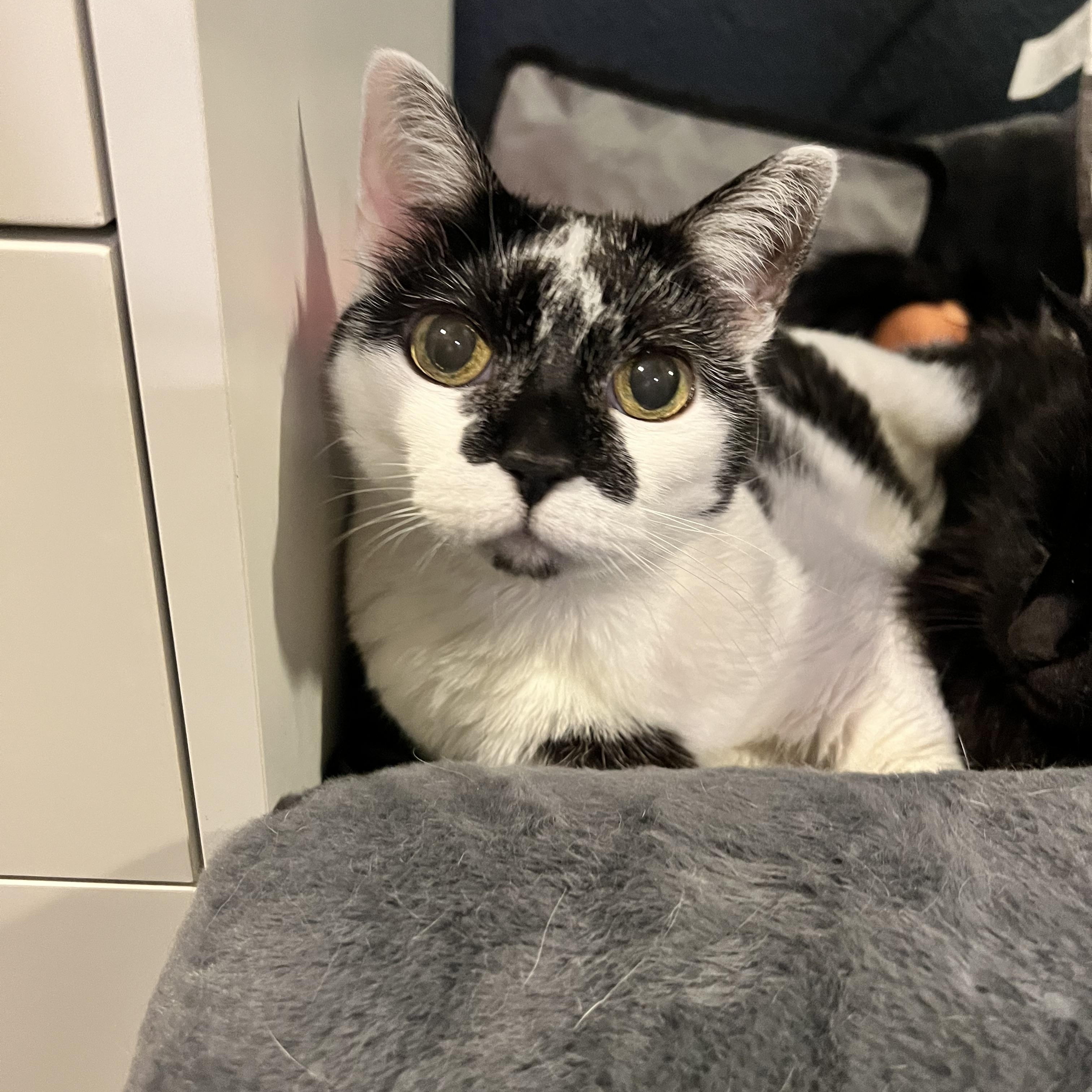 Enlarge Smudge in CO / Bonded with Peeps, a ADOPTABLE American Shorthair in Denver, CO image 1/3