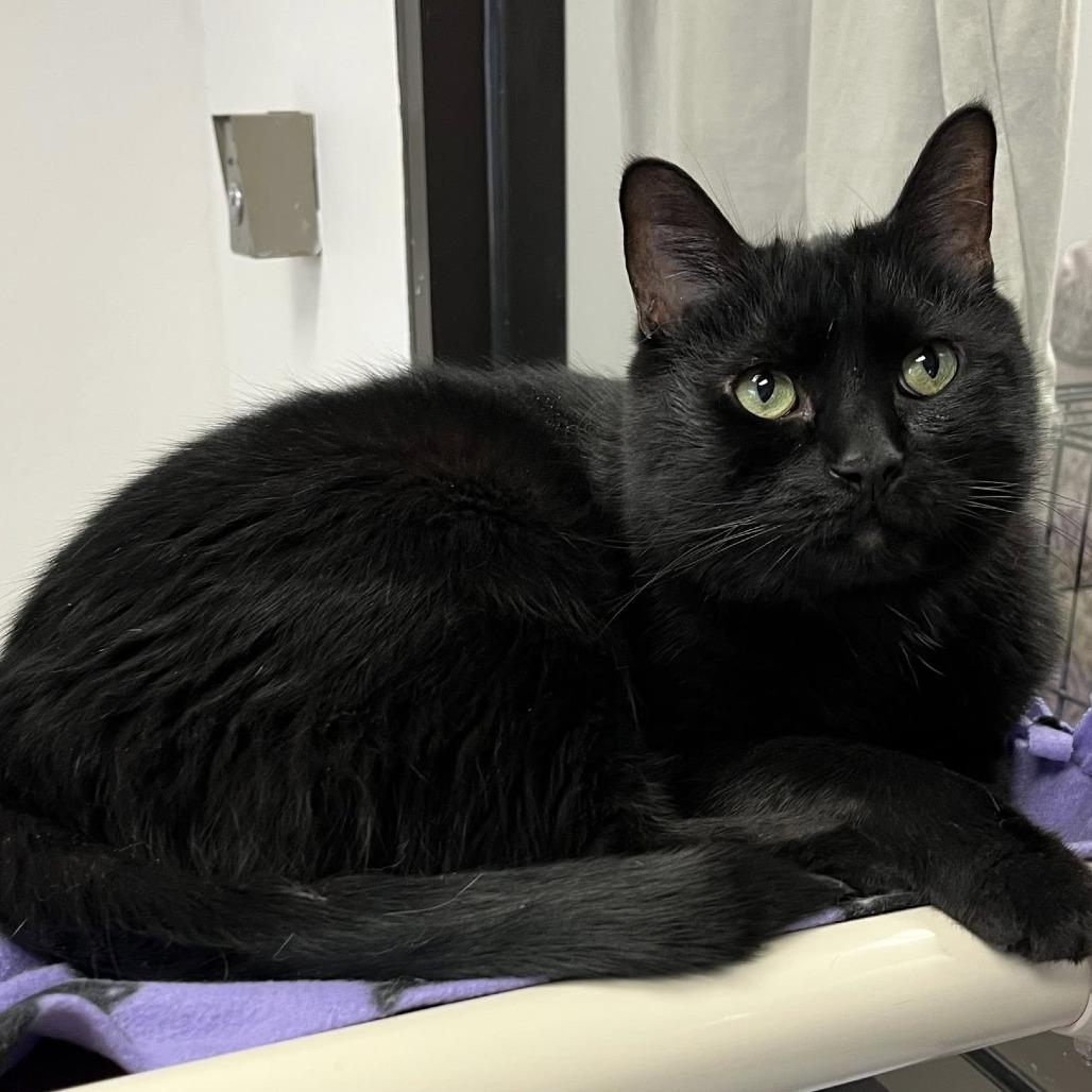 Dmitry, Adoptable, Adult Male Domestic Short Hair.