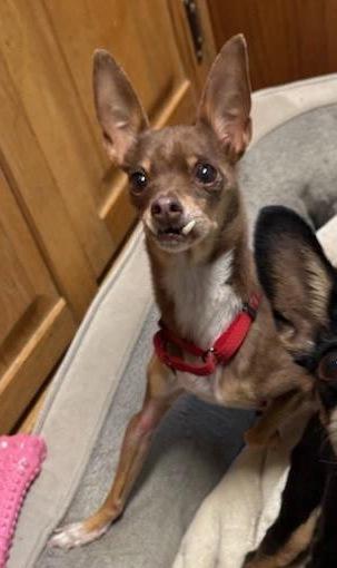 Enlarge Peter, a ADOPTABLE mixed breed in Warren, NJ image 1/2