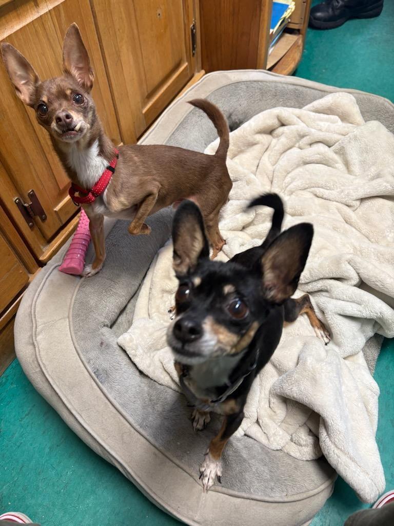 Enlarge Peter, a ADOPTABLE mixed breed in Warren, NJ image 2/2