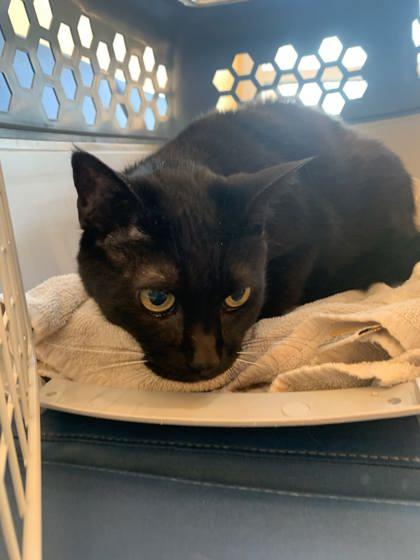 Enlarge Meg, a Adoptable mixed breed in San Diego, CA image 1/2