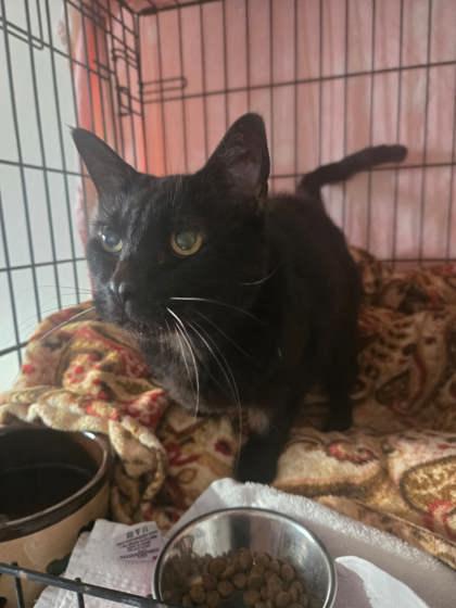 Enlarge Meg, a Adoptable mixed breed in San Diego, CA image 2/2