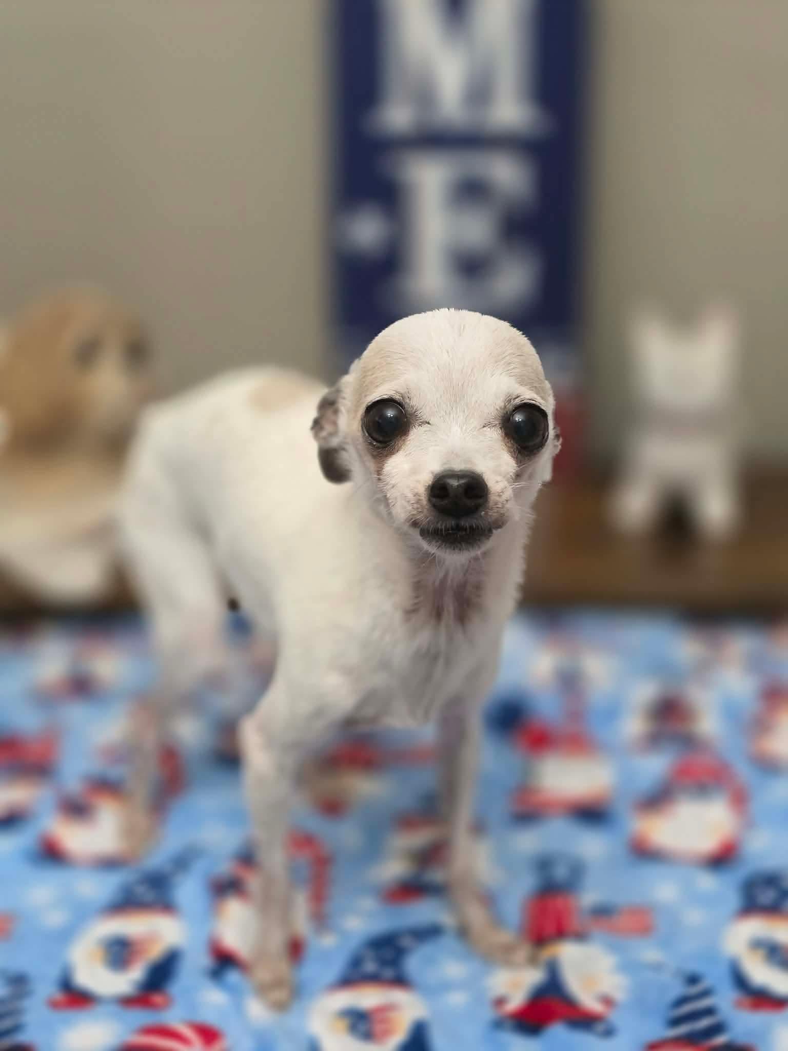 Enlarge Taco, an adopted Chihuahua in Clark, NJ image 4/4