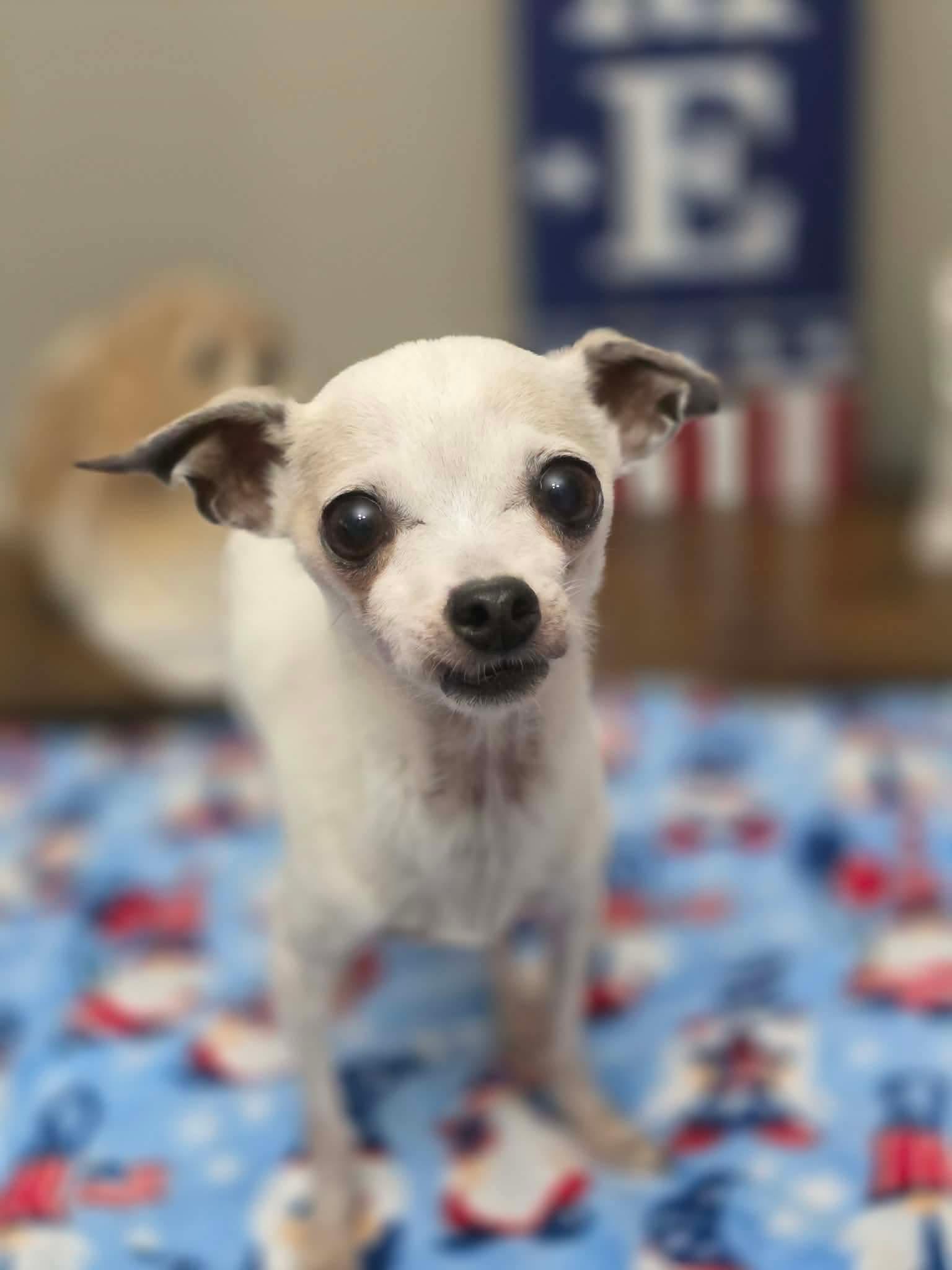 Enlarge Taco, an adopted Chihuahua in Clark, NJ image 3/4