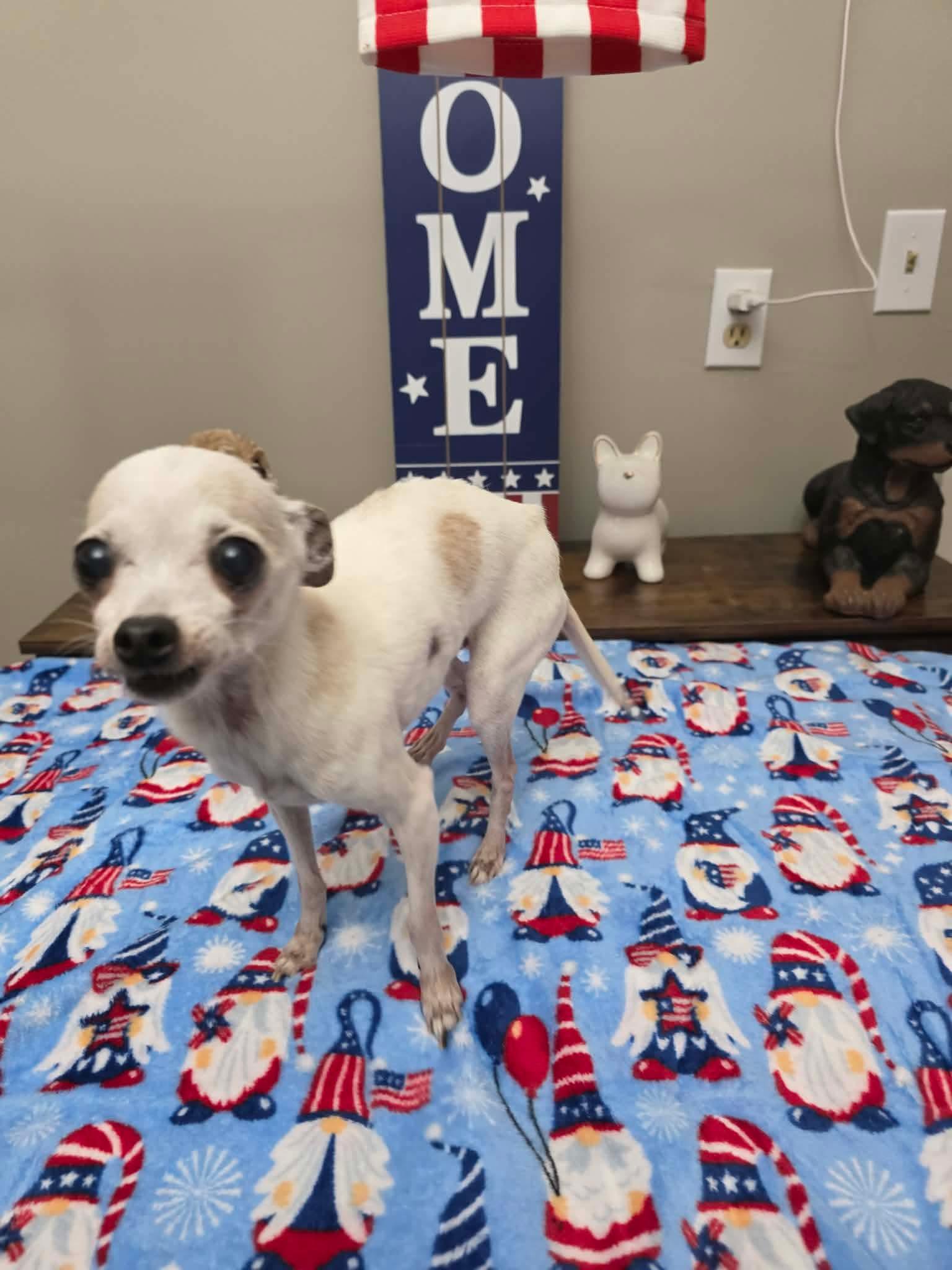 Enlarge Taco, an adopted Chihuahua in Clark, NJ image 2/4