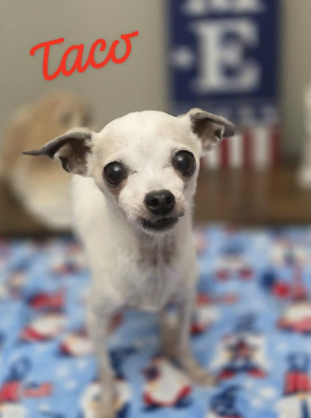 Taco, adopted, Adult Male Chihuahua.