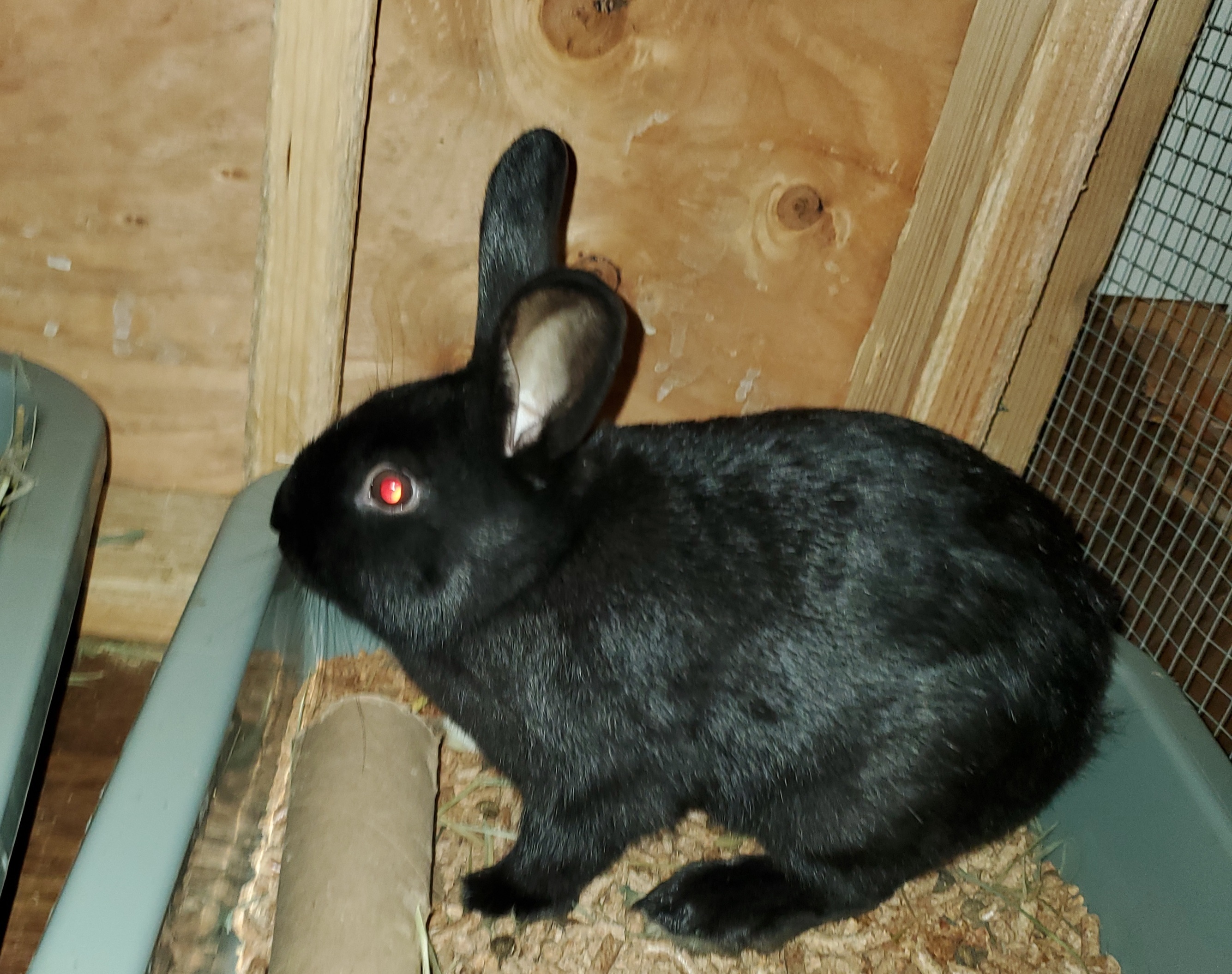 Enlarge Little Foot, a Adoptable American in Fair Oaks, CA image 1/2