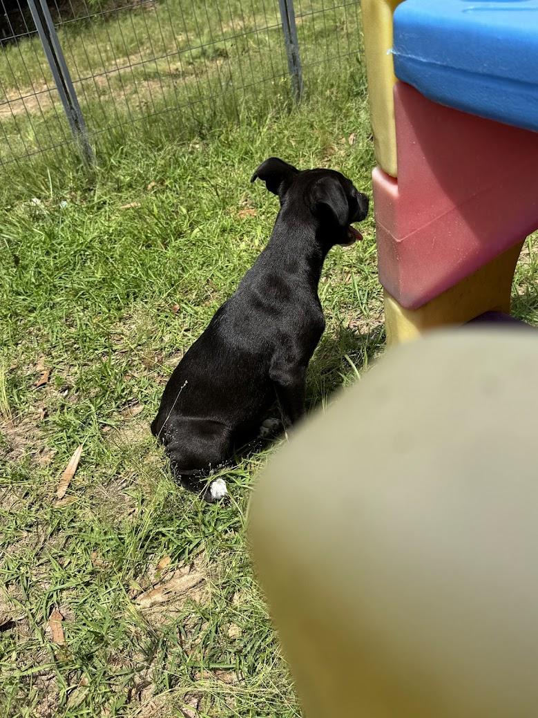 Enlarge ONYX, a Adoptable mixed breed in Fosters, AL image 3/6