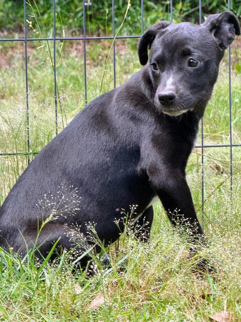 Enlarge ONYX, a Adoptable mixed breed in Fosters, AL image 5/6