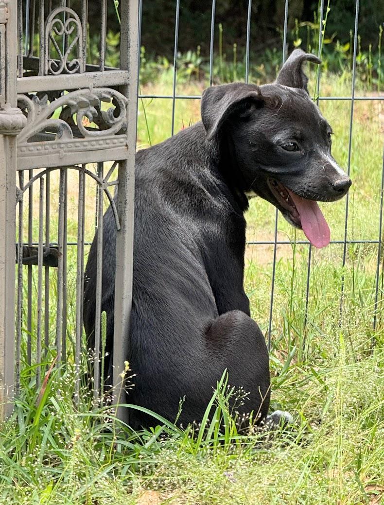 Enlarge ONYX, a Adoptable mixed breed in Fosters, AL image 4/6