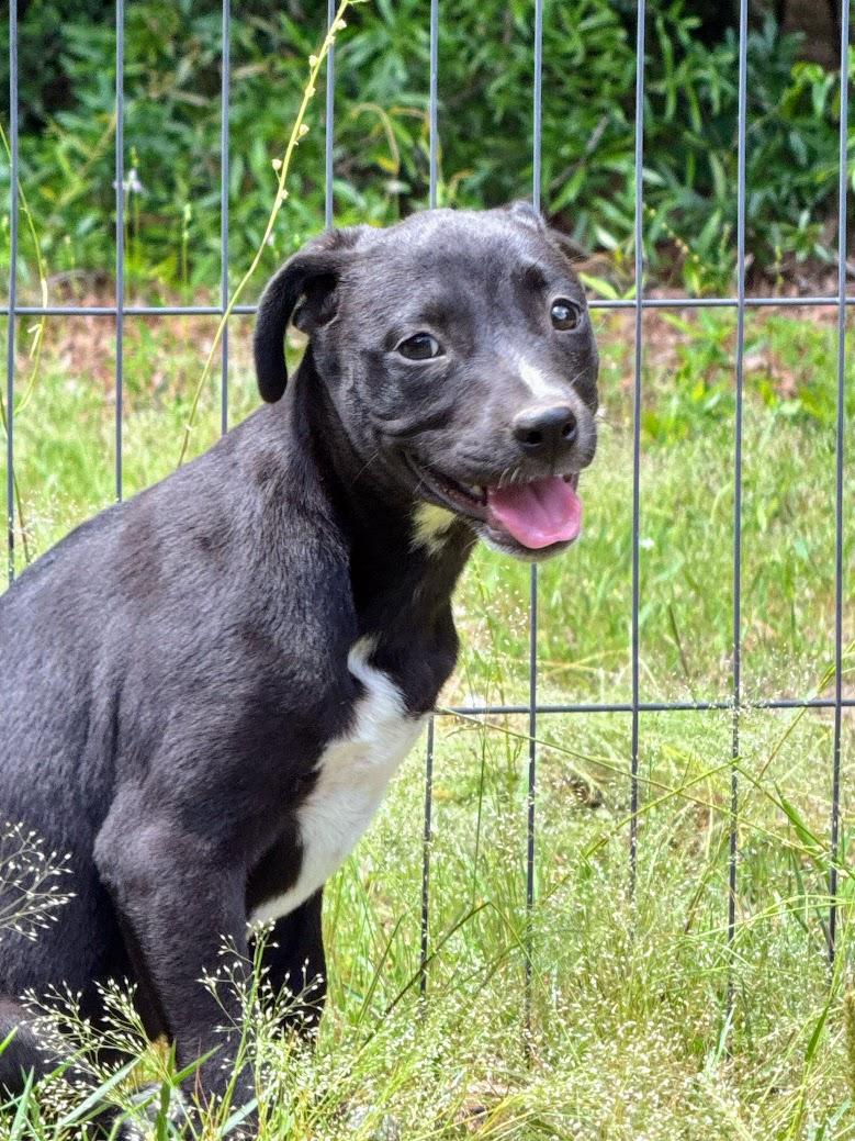 Enlarge ONYX, a Adoptable mixed breed in Fosters, AL image 2/6