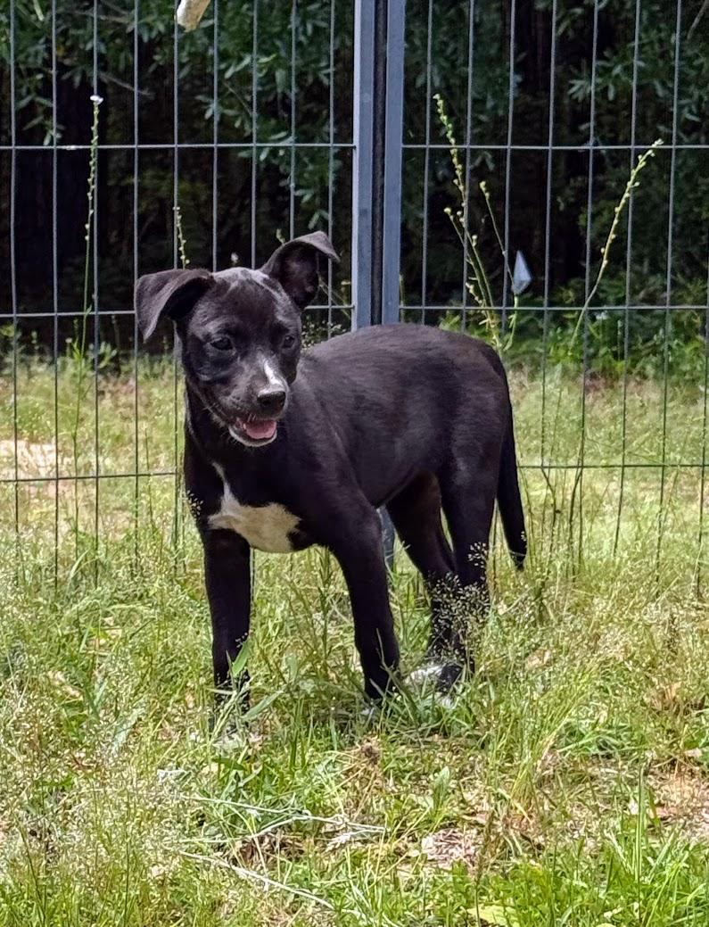 Enlarge ONYX, a Adoptable mixed breed in Fosters, AL image 6/6