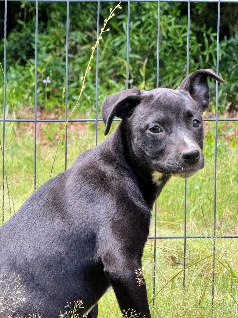 Enlarge ONYX, a Adoptable mixed breed in Fosters, AL image 1/6