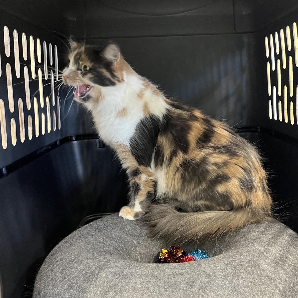 Hazel Autumn, Adoptable, Adult Female Domestic Long Hair.