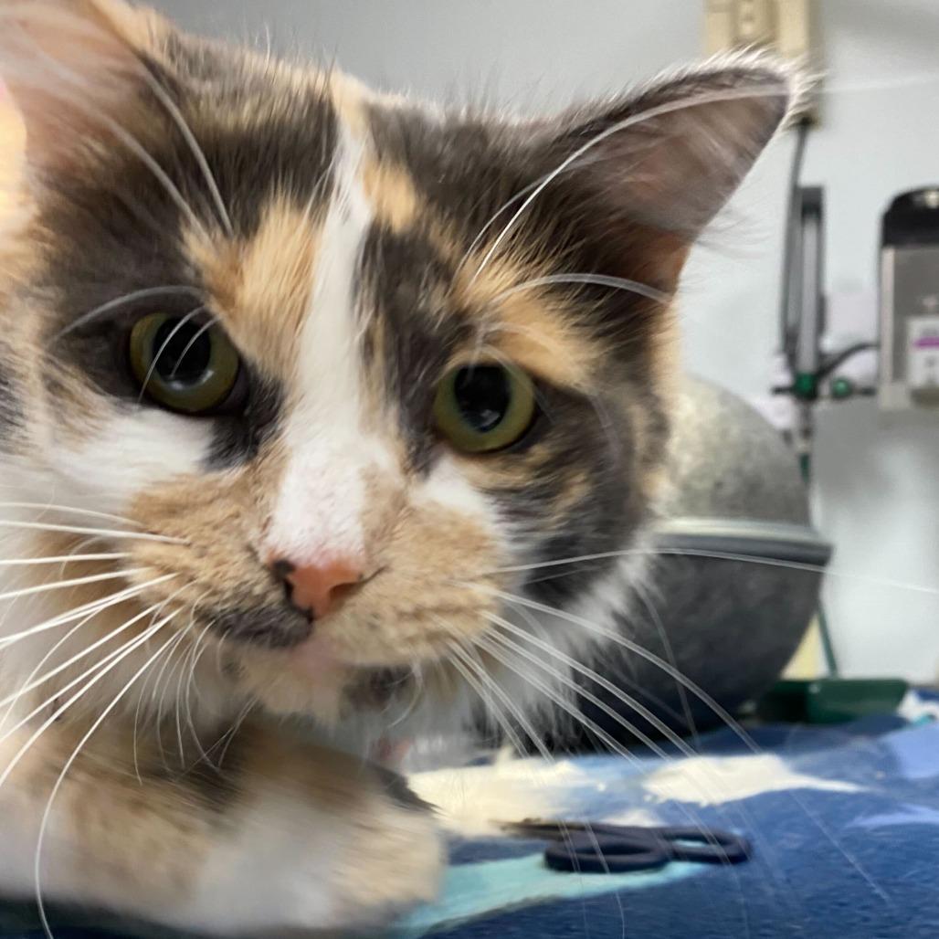 Hazel Autumn, Adoptable, Adult Female Domestic Long Hair.