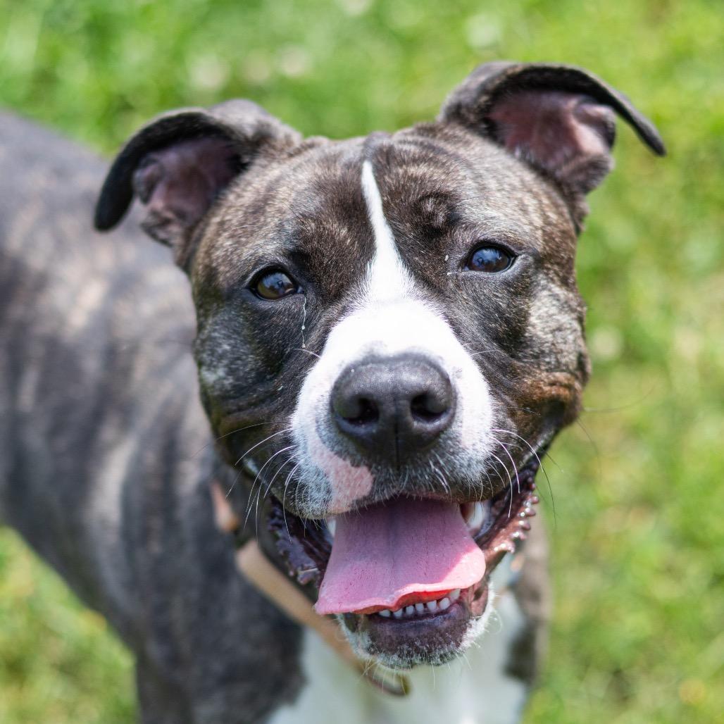 Enlarge Angel Melody, a Adoptable Pit Bull Terrier in Wilmington, DE image 1/6