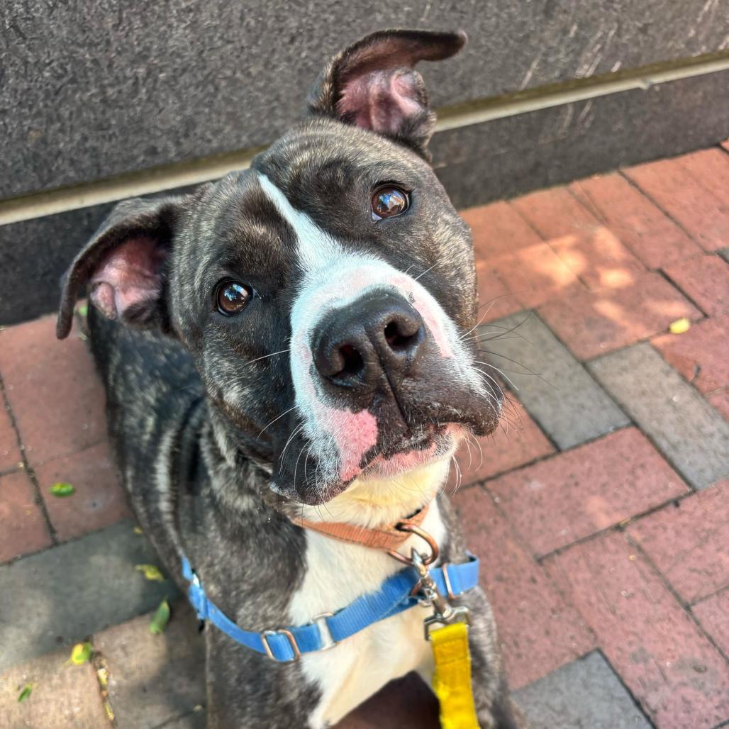 Enlarge Angel Melody, a Adoptable Pit Bull Terrier in Wilmington, DE image 2/6