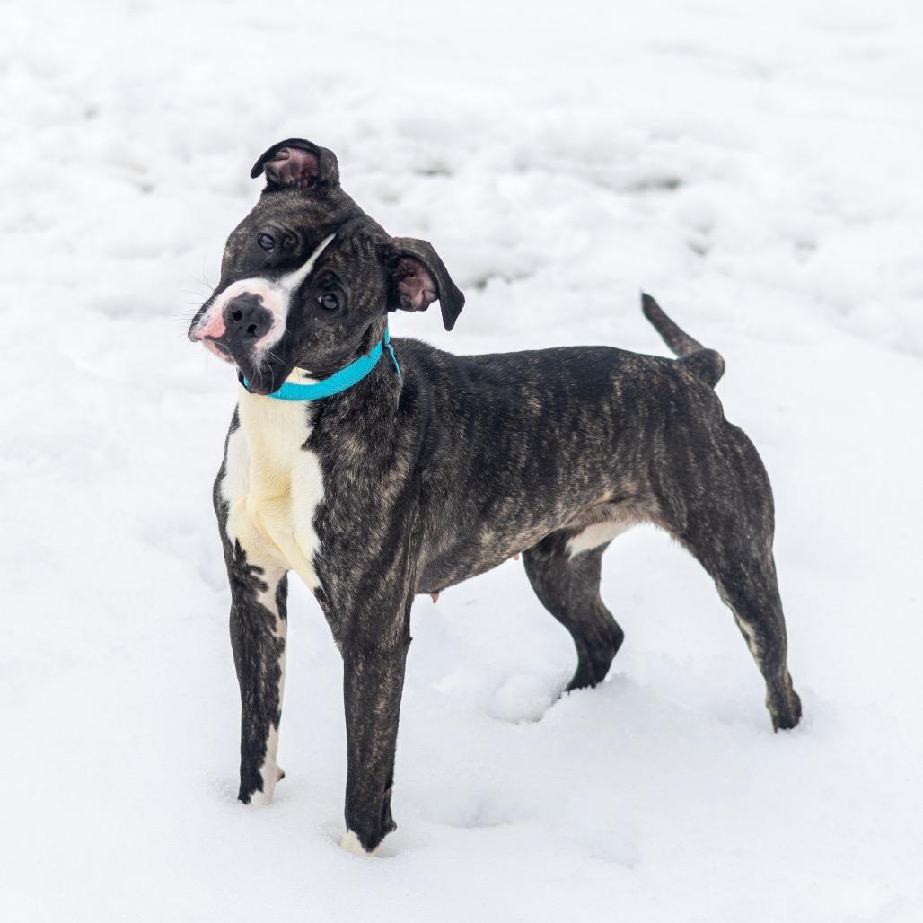Enlarge Angel Melody, a Adoptable Pit Bull Terrier in Wilmington, DE image 3/6