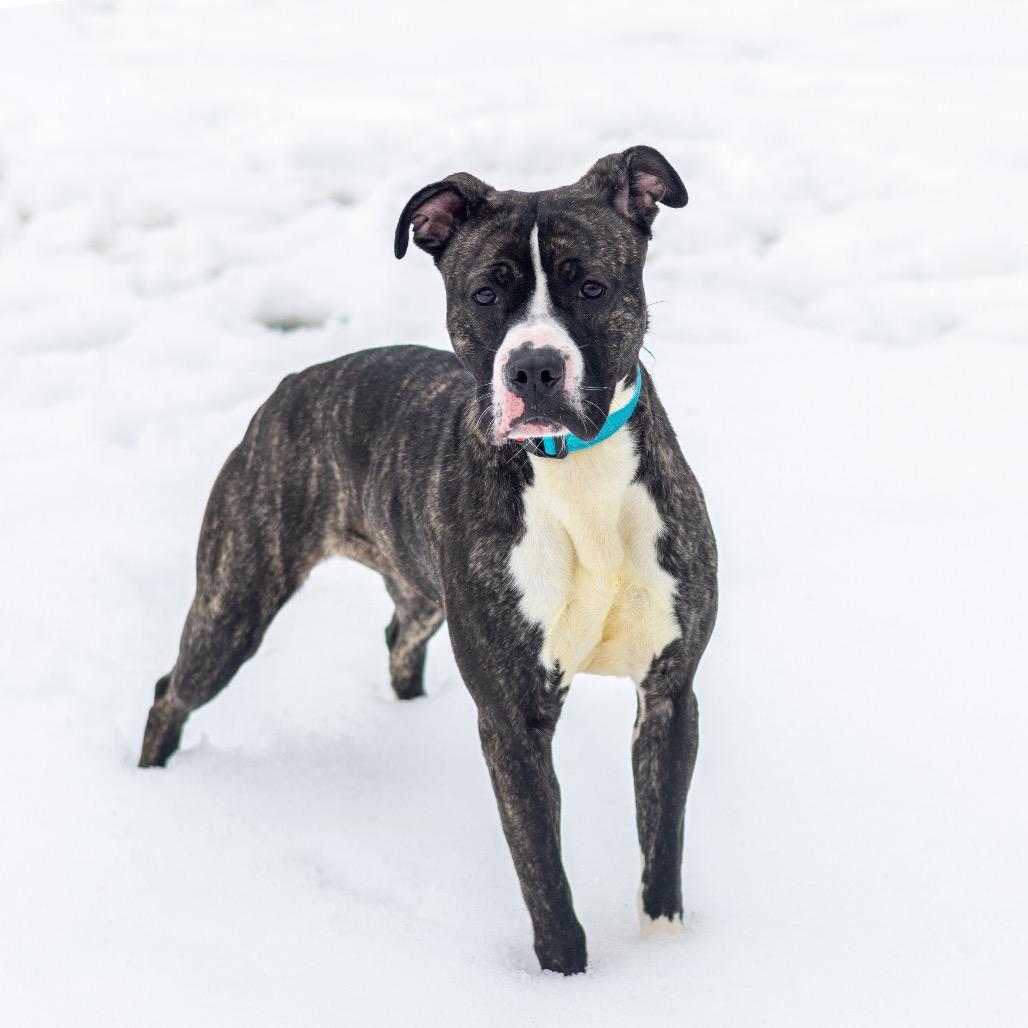 Enlarge Angel Melody, a Adoptable Pit Bull Terrier in Wilmington, DE image 4/6