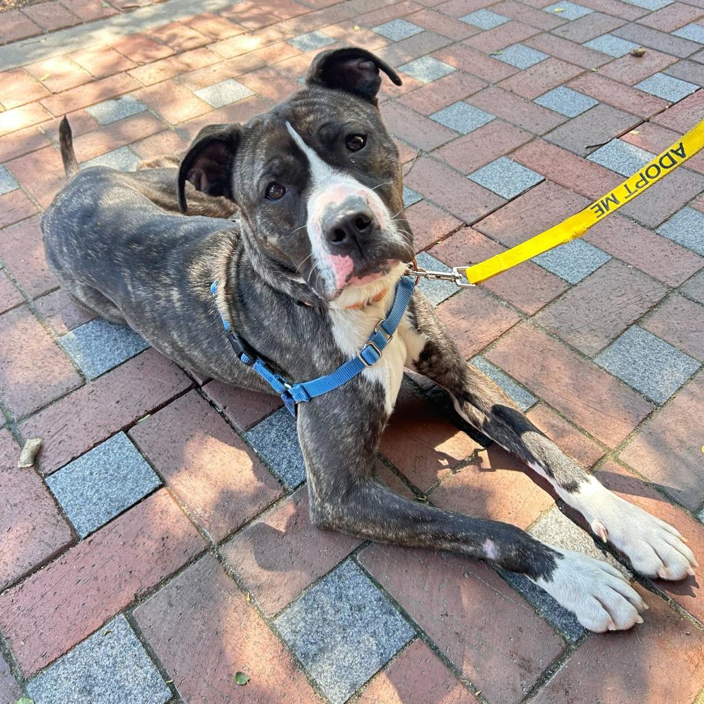 Enlarge Angel Melody, a Adoptable Pit Bull Terrier in Wilmington, DE image 5/6