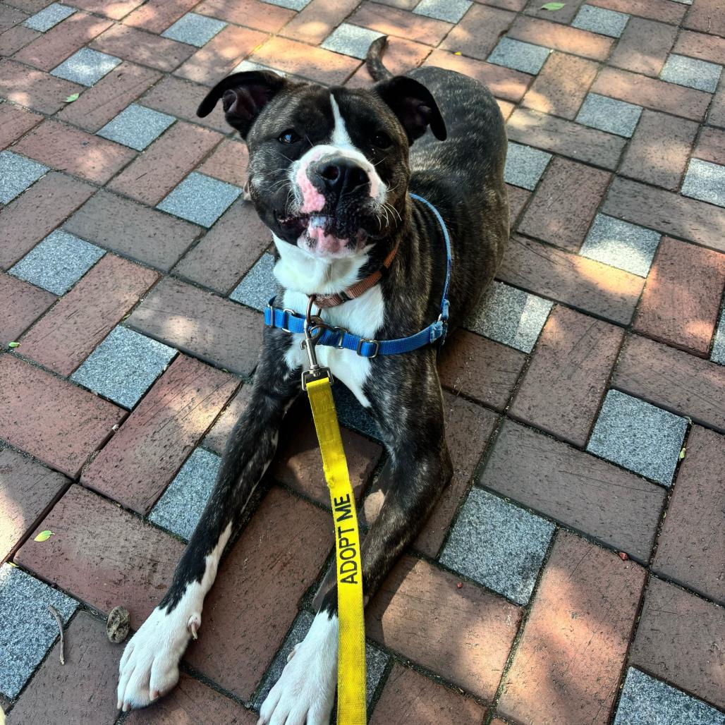 Enlarge Angel Melody, a Adoptable Pit Bull Terrier in Wilmington, DE image 6/6