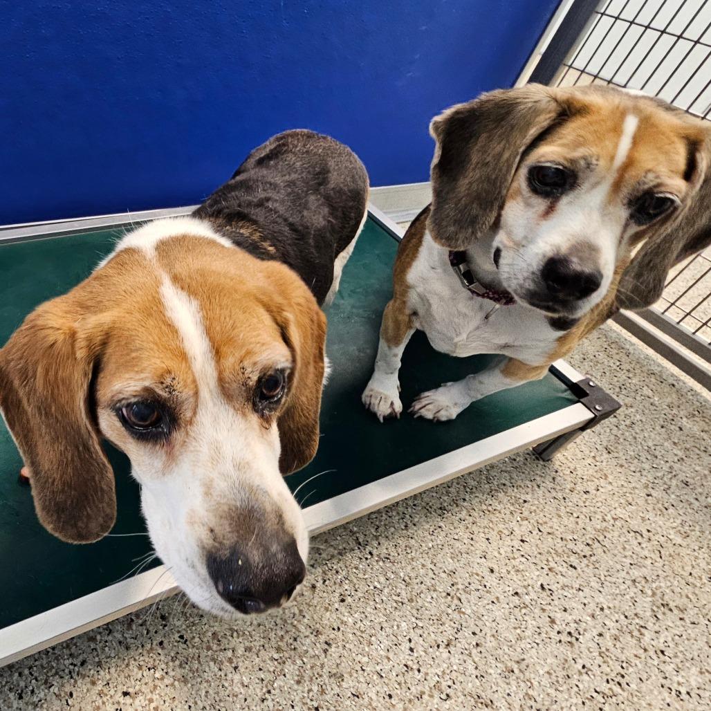 Enlarge Mason, a Adoptable Beagle in Middletown, NY image 1/1