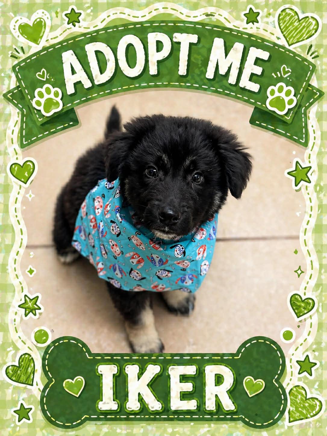 Enlarge Iker, a ADOPTABLE mixed breed in Bowie, TX image 1/1