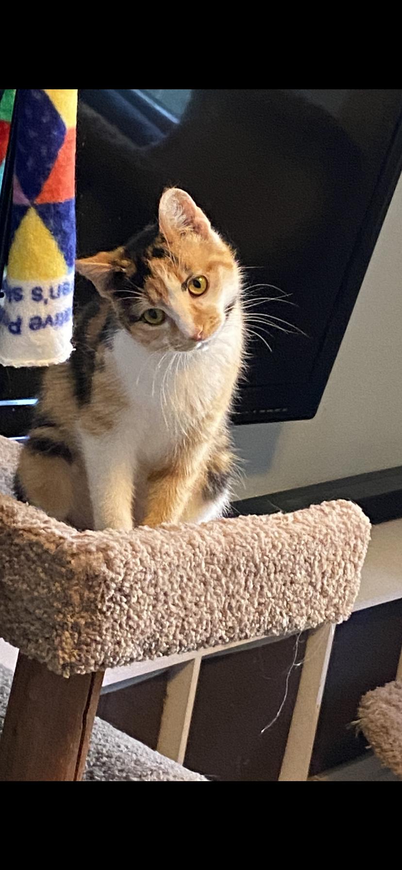 Enlarge Allie, a Adoptable mixed breed in Cincinnati, OH image 2/3