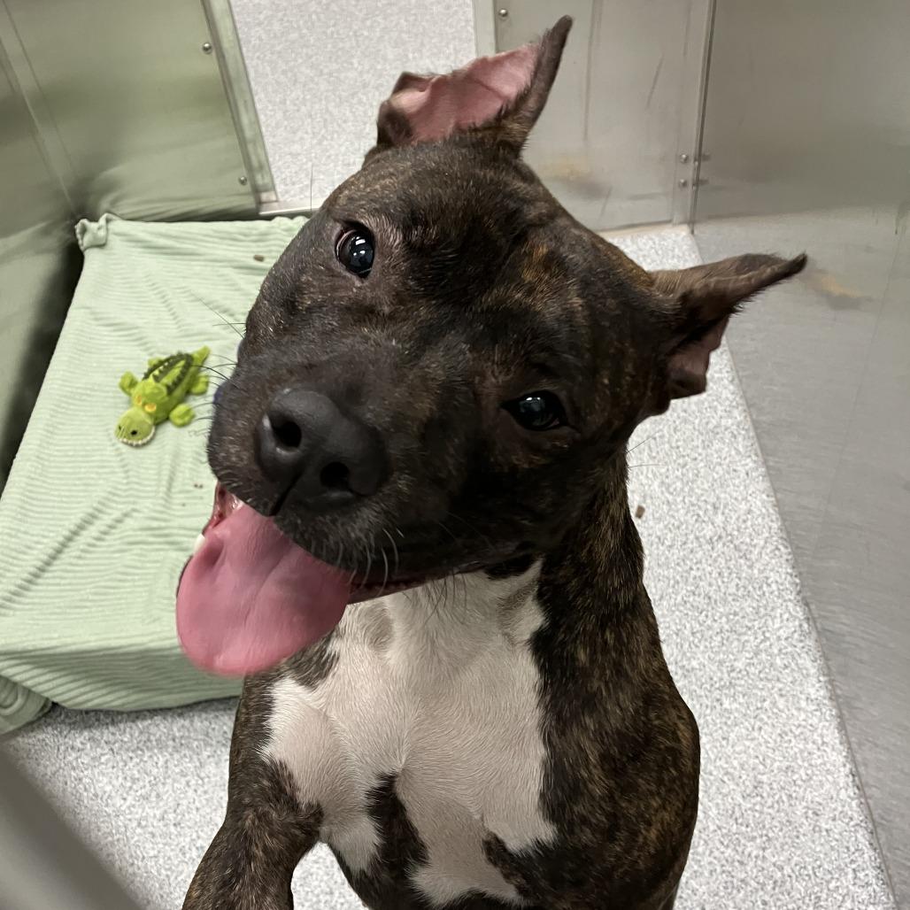 Sasha, Adoptable, Adult Female American Staffordshire Terrier.