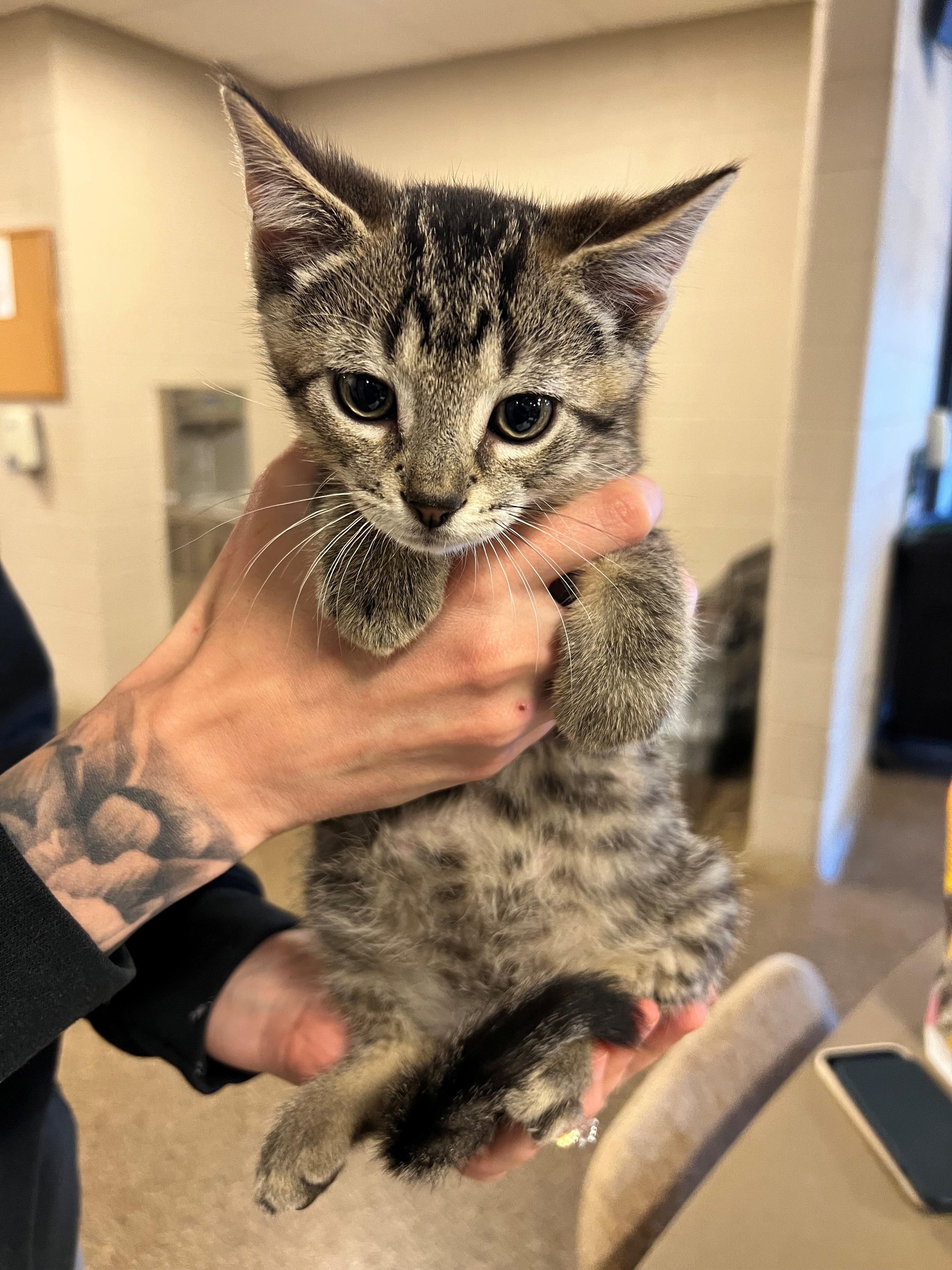 Sonic CS-280/26, Adopted, Kitten Male Domestic Short Hair.