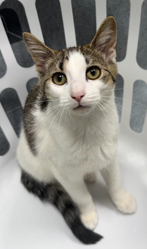 Montana, Adoptable, Kitten Female Tiger.
