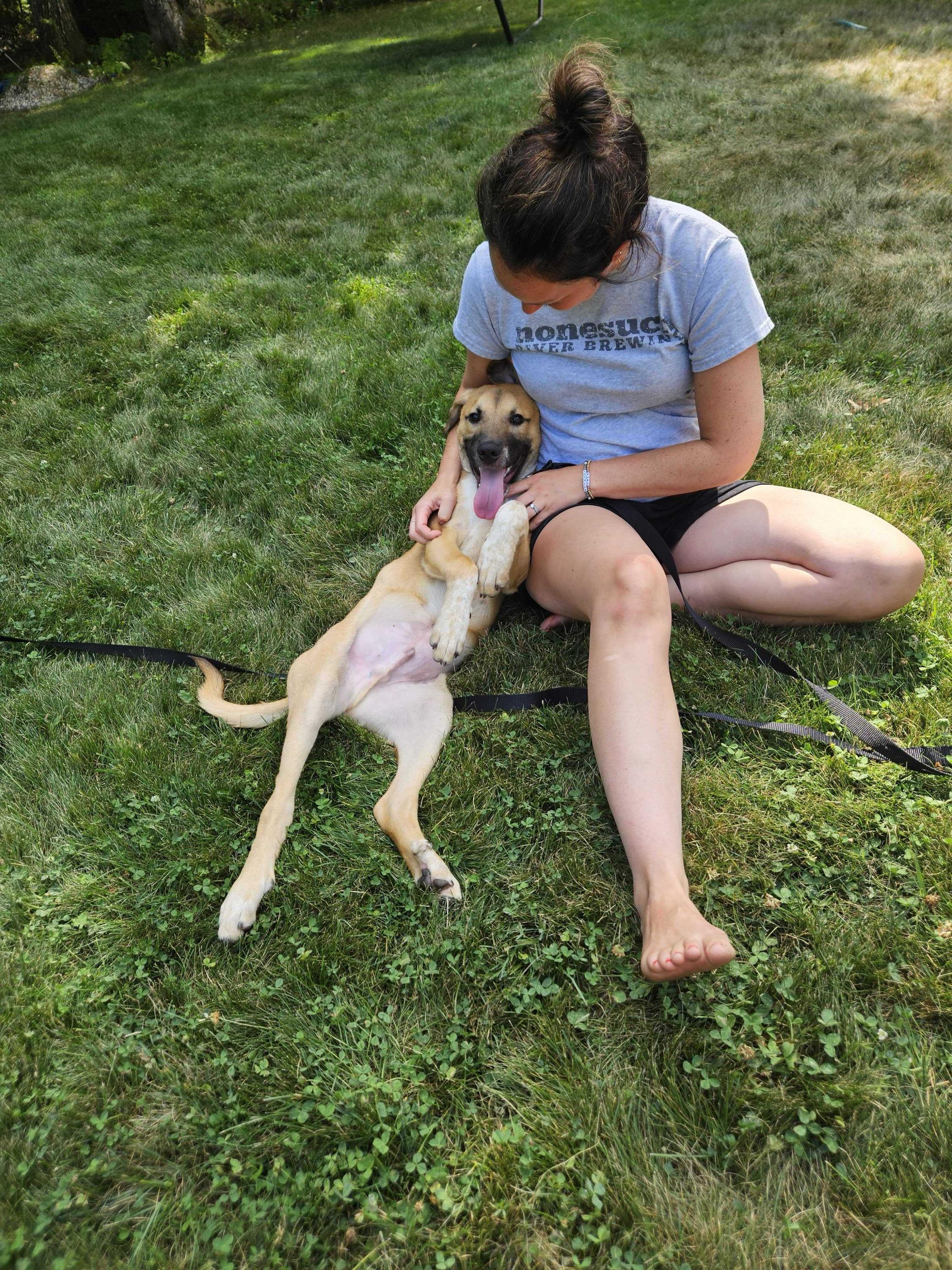 Auburn, a ADOPTABLE Mixed Breed in Bowdoin, ME image 4/6