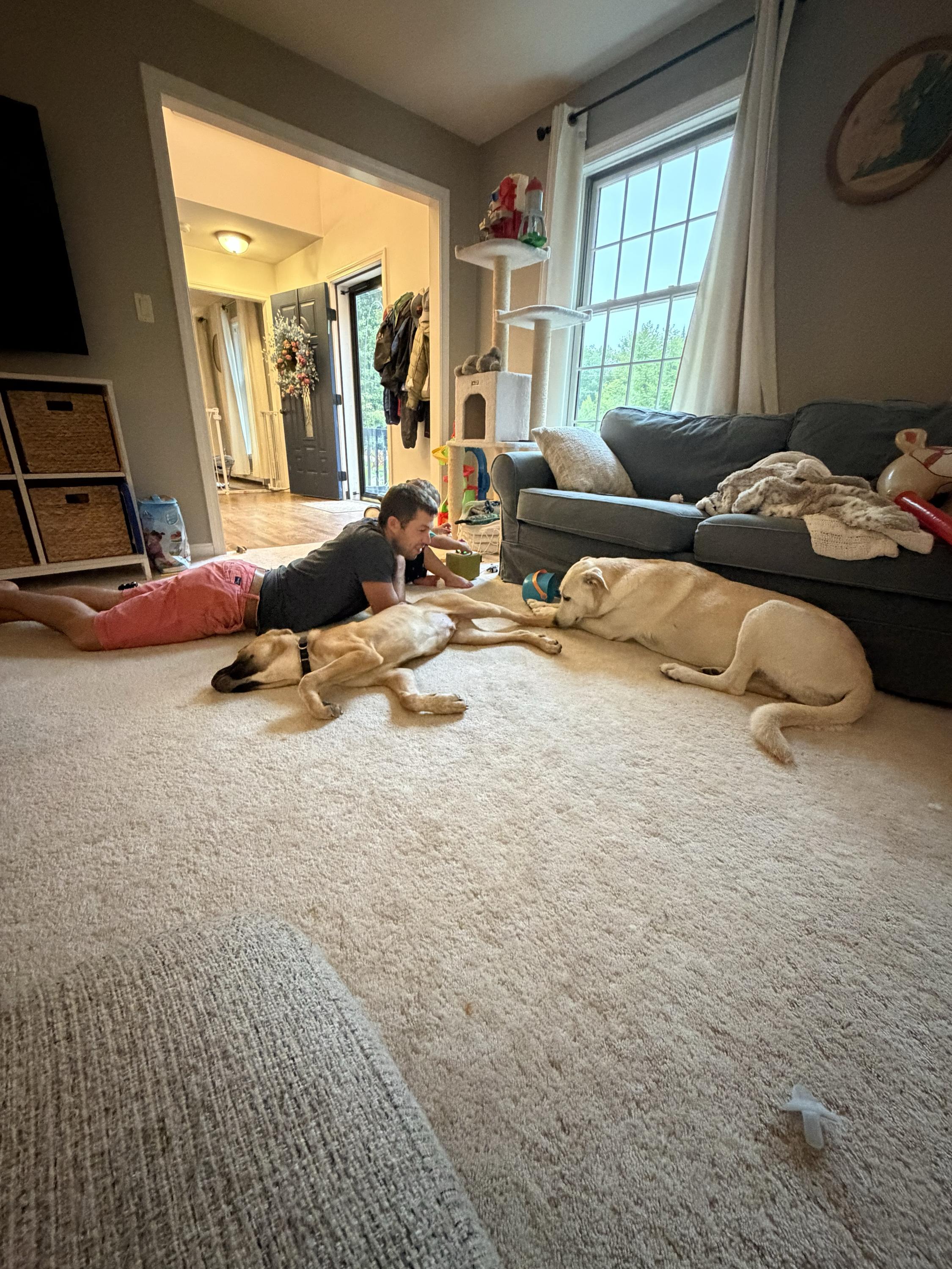 Auburn, a ADOPTABLE Mixed Breed in Bowdoin, ME image 2/6