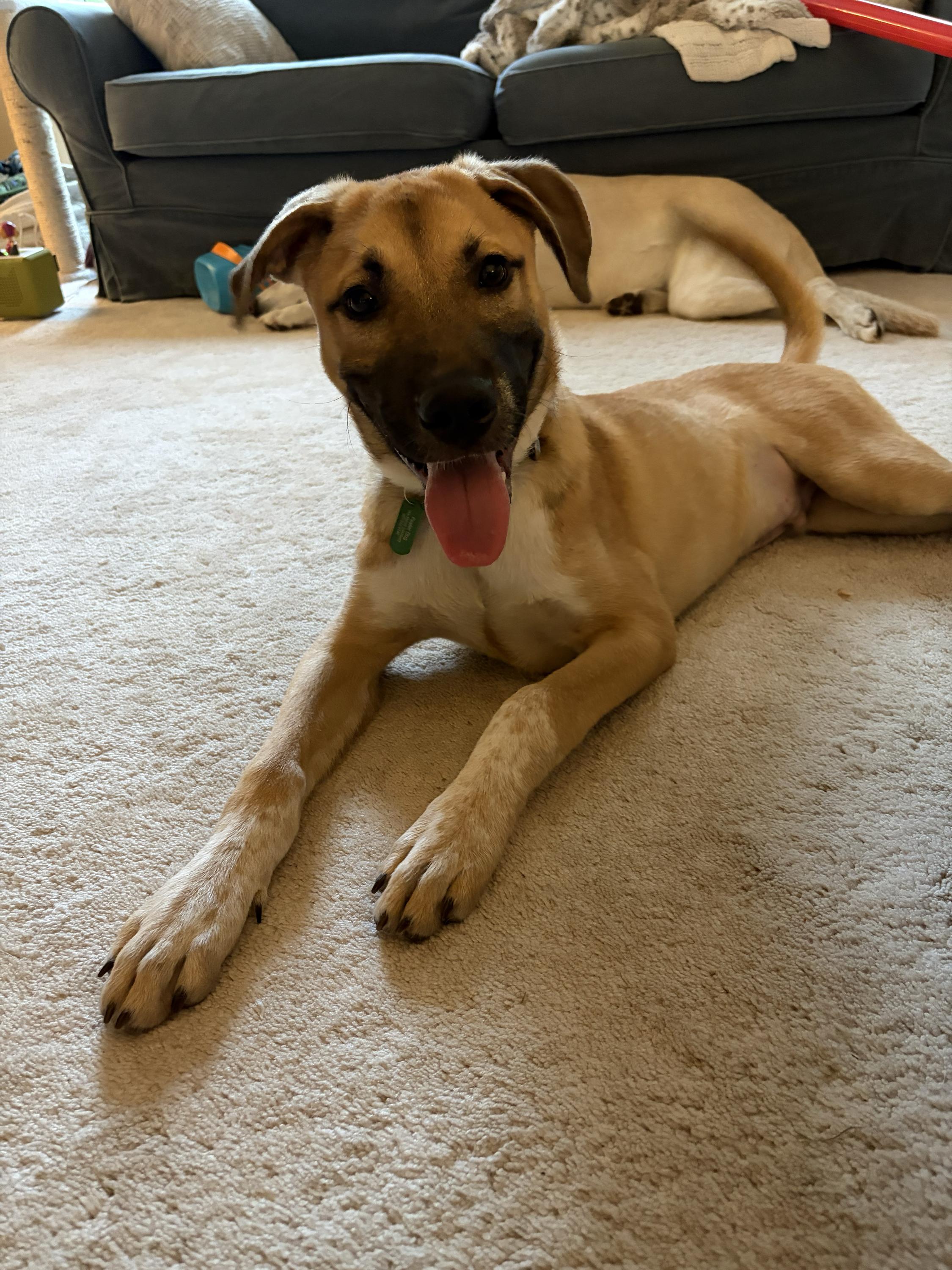 Auburn, ADOPTABLE, Young Male Mixed Breed.