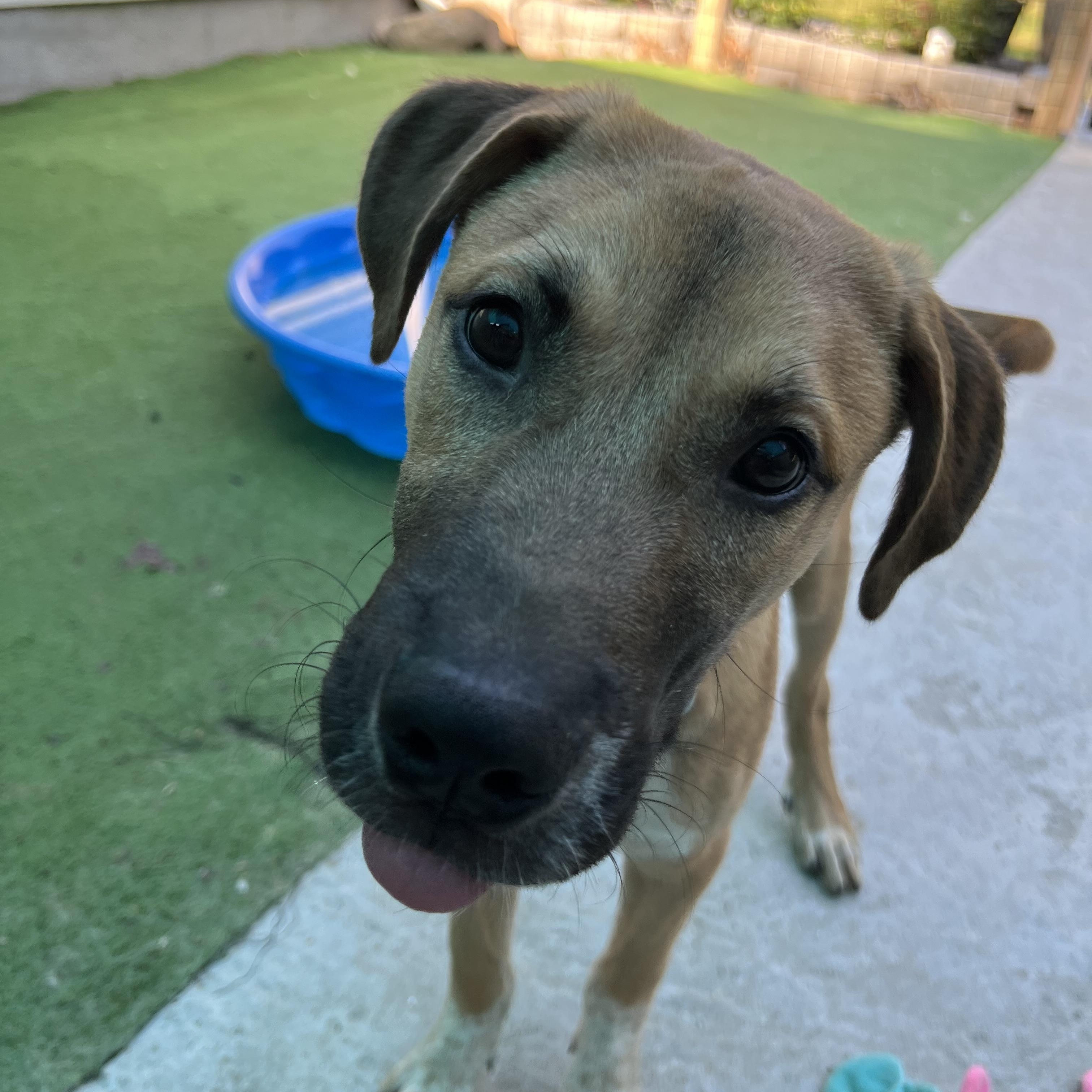 Auburn, a ADOPTABLE Mixed Breed in Bowdoin, ME image 5/6