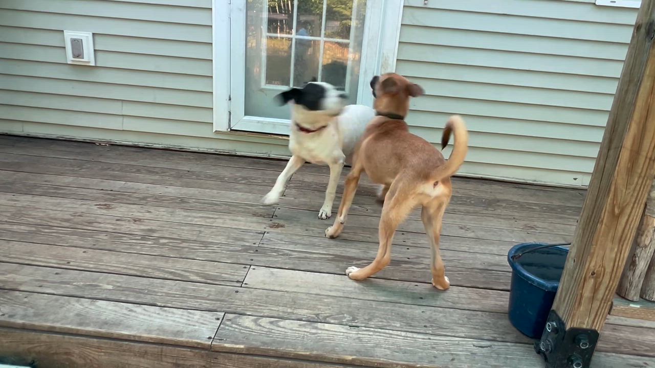 Enlarge Auburn, a ADOPTABLE Mixed Breed in Bowdoin, ME video 3/6