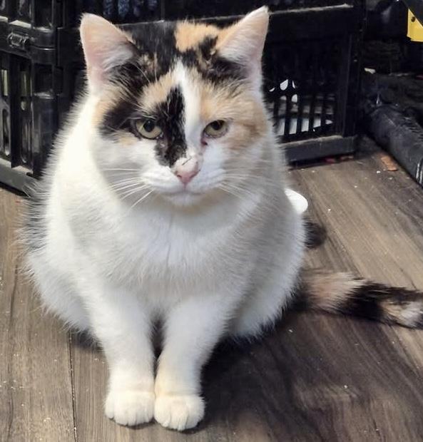 Autumn, ADOPTABLE, Adult Female Calico.