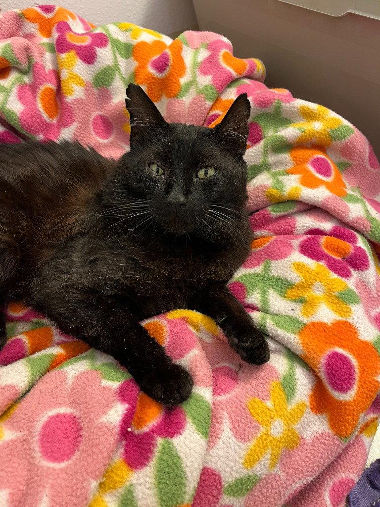 Enlarge Ambrose, a Adoptable Domestic Medium Hair in Battle Ground, WA image 1/2