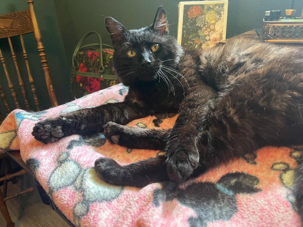 Enlarge Ambrose, a Adoptable Domestic Medium Hair in Battle Ground, WA image 2/2