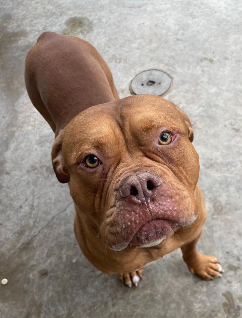 Enlarge Bowser, a Adoptable Dogue de Bordeaux in Little Elm, TX image 2/2
