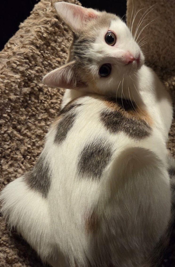 Eowyn — thumbnail 3