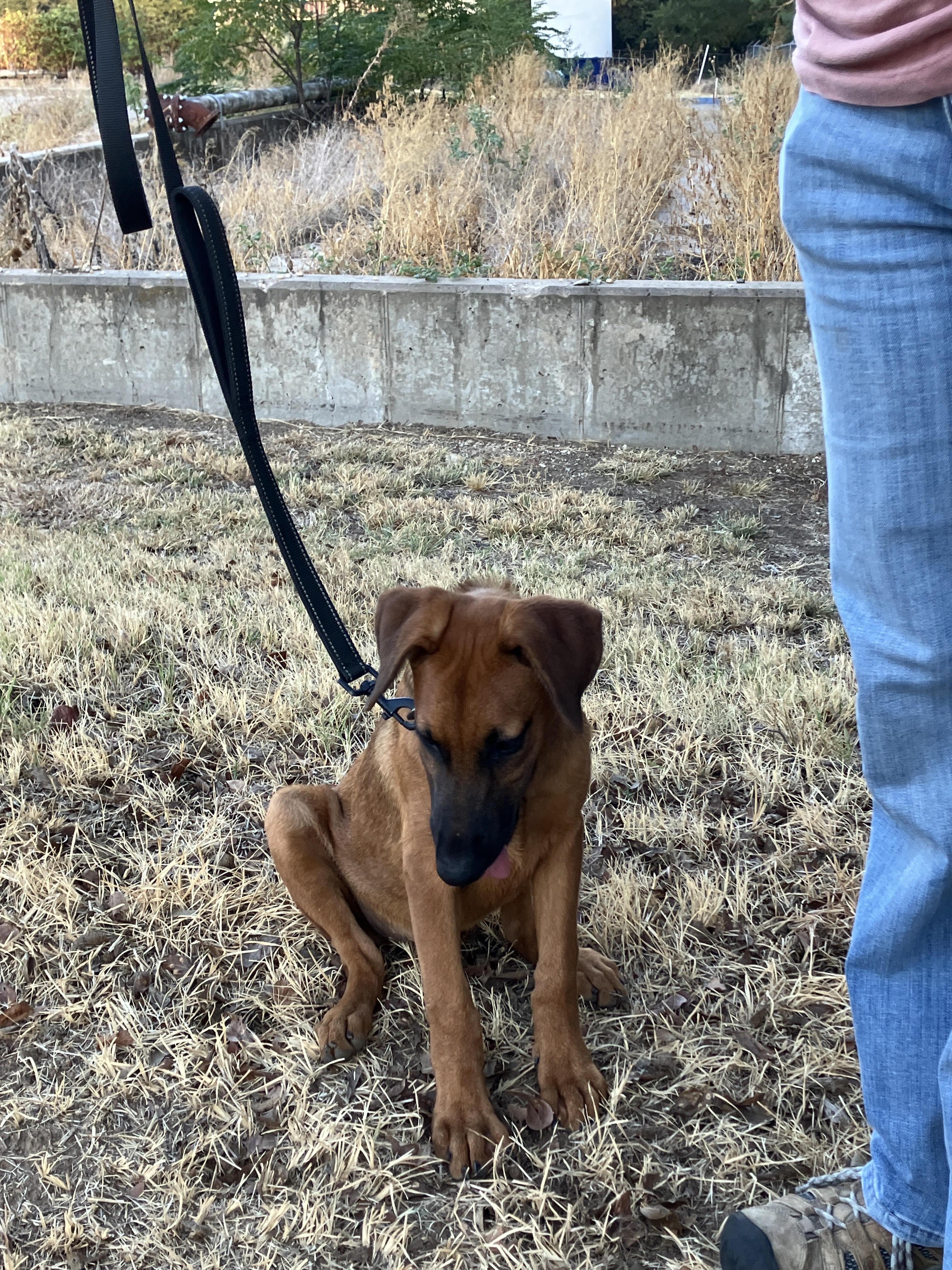 Enlarge PUDDING-Playful Puppy, a Adoptable mixed breed in Brattleboro, VT image 5/6