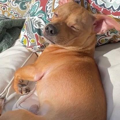 Bingo, Adoptable, Young Male Chihuahua.