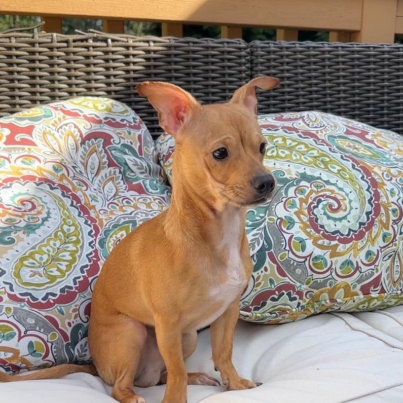 Enlarge Bingo, a Adoptable Chihuahua in Ferndale, WA image 2/3