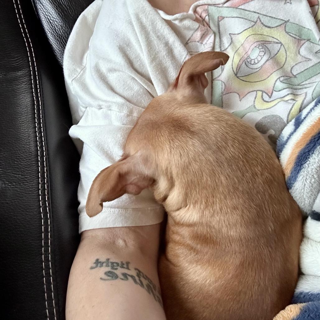 Enlarge Bingo, a Adoptable Chihuahua in Ferndale, WA image 3/3