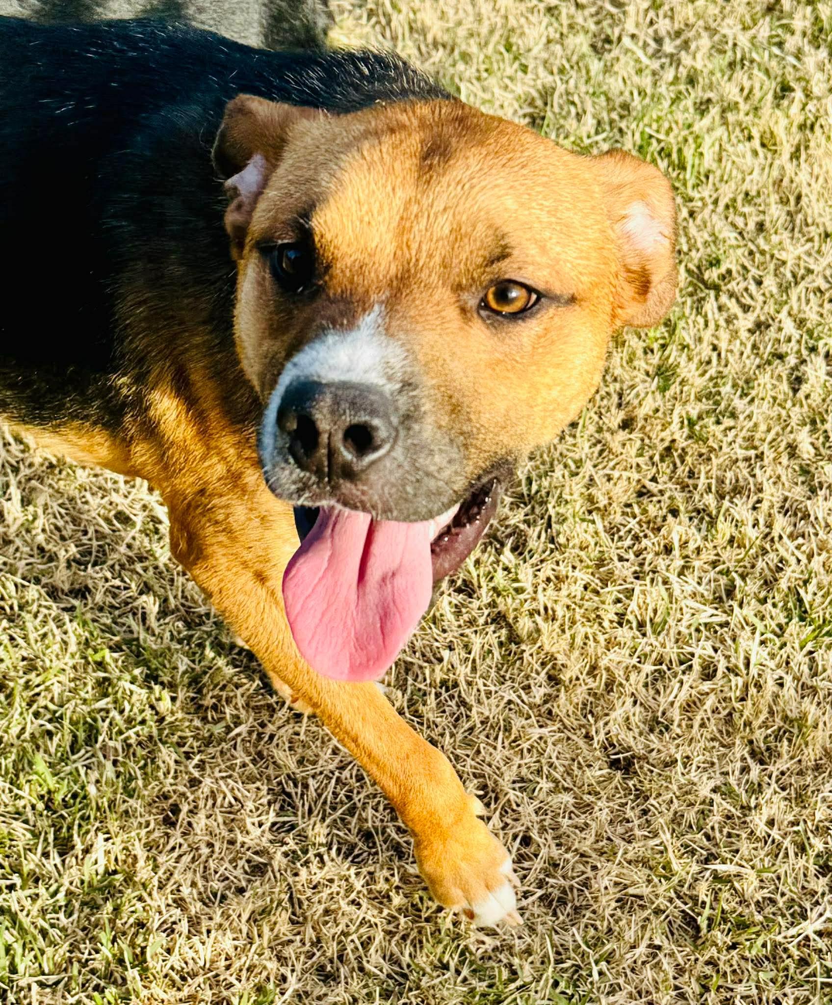 Enlarge Hunter, a ADOPTABLE mixed breed in Charlotte, NC image 1/6