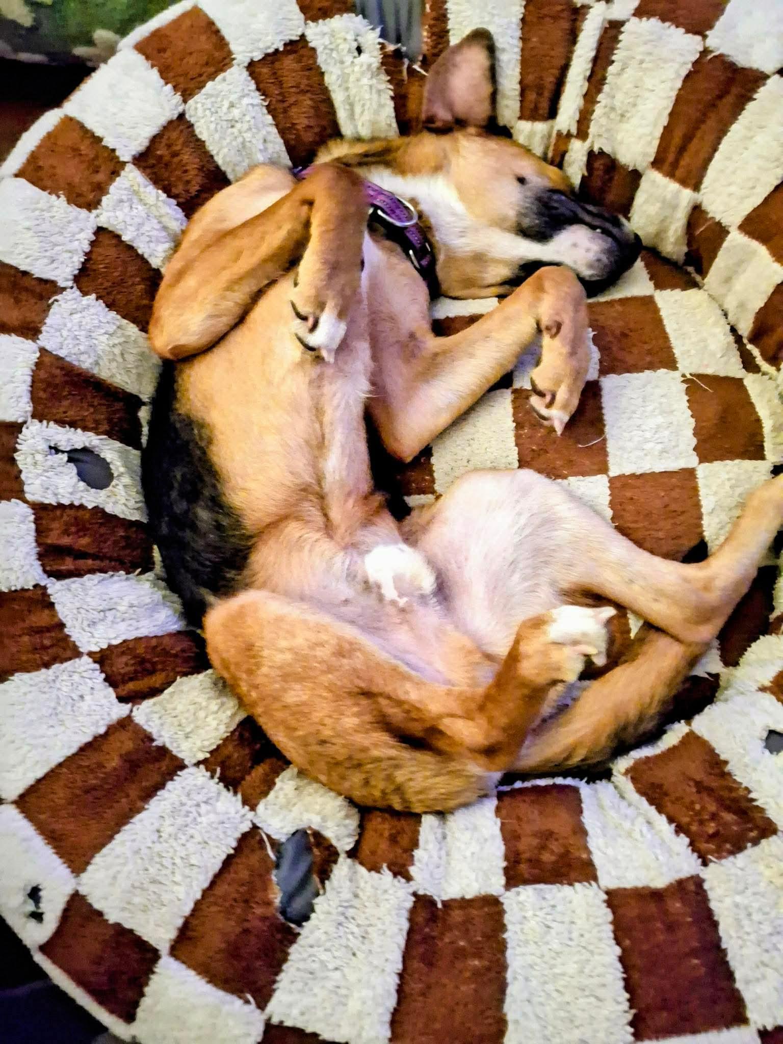 Enlarge Hunter, a ADOPTABLE mixed breed in Charlotte, NC image 6/6